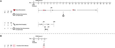 Effects of FecB Mutation on Estrus, Ovulation, and Endocrine Characteristics in Small Tail Han Sheep